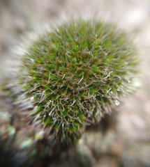 Grimmia