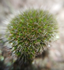 Grimmia