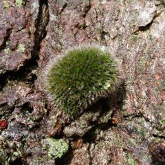 Grimmia