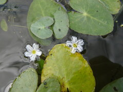 Nymphoides cordata