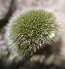 Grimmia