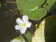 Nymphoides cordata