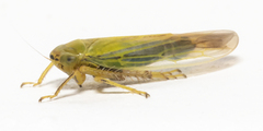 Cicadula ornata