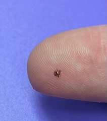 Amblyomma americanum