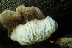Hypomyces tremellicola