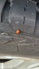 Coccinella undecimpunctata