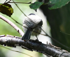 Poecile palustris