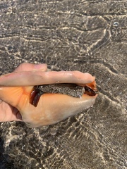 Titanostrombus galeatus