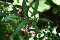 Lycopus charkeviczii