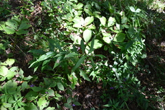 Lycopus charkeviczii