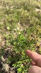Spermacoce verticillata