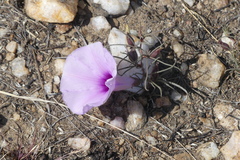 Ipomoea bolusiana