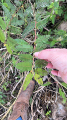 Chamaecrista nictitans