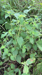 Mesosphaerum suaveolens