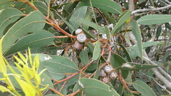 Eucalyptus cosmophylla