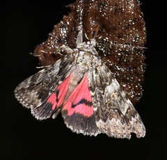 Catocala promissa