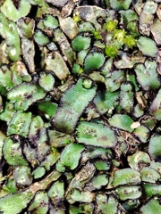 Mannia androgyna