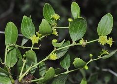 Ziziphus lotus lotus