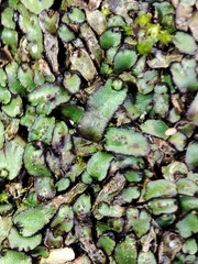 Mannia androgyna