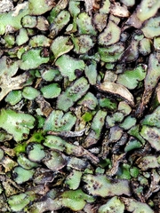 Mannia androgyna