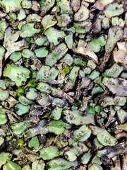 Mannia androgyna