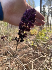 Callicarpa americana
