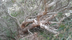 Eucalyptus cosmophylla