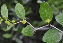 Ziziphus lotus lotus