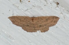 Cyclophora myrtaria