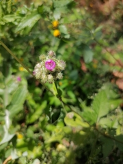 Tradescantieae