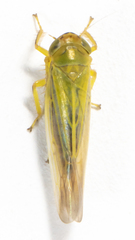 Cicadula ornata