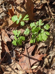 Osmorhiza longistylis