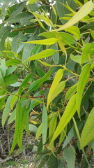 Eucalyptus cosmophylla