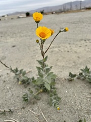 Geraea canescens