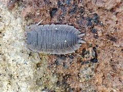 Porcellio echinatus