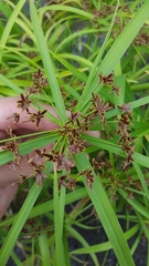 Cyperus alternifolius