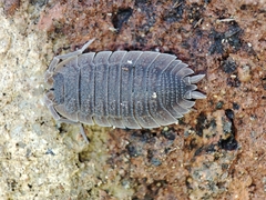 Porcellio echinatus