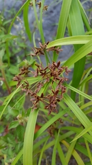 Cyperus alternifolius