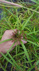 Cyperus alternifolius