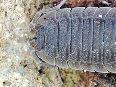 Porcellio echinatus