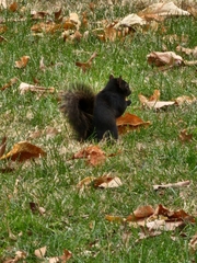 Sciurus carolinensis