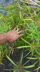 Cyperus alternifolius