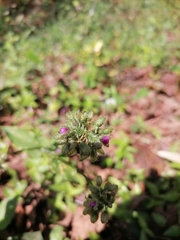 Tradescantieae