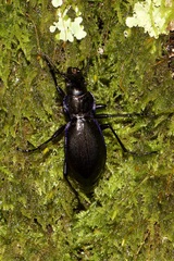 Carabus macrocephalus