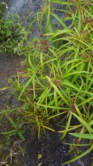 Cyperus alternifolius