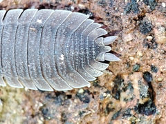 Porcellio echinatus