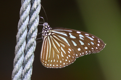 Ideopsis vulgaris