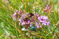 Zygaena