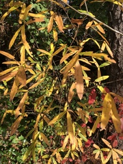 Quercus phellos