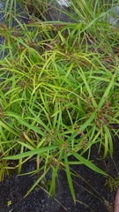 Cyperus alternifolius